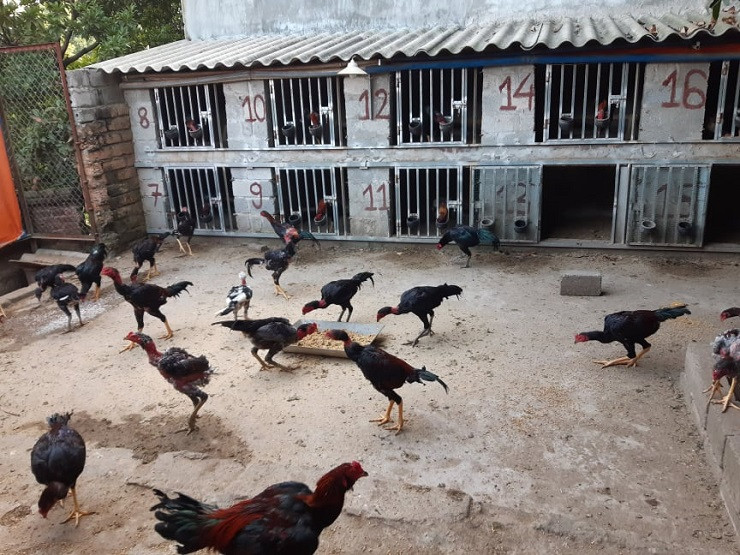 Khoi nghiep tu vai con ga ong ngoai cho, 8x thu ve nua ty/nam