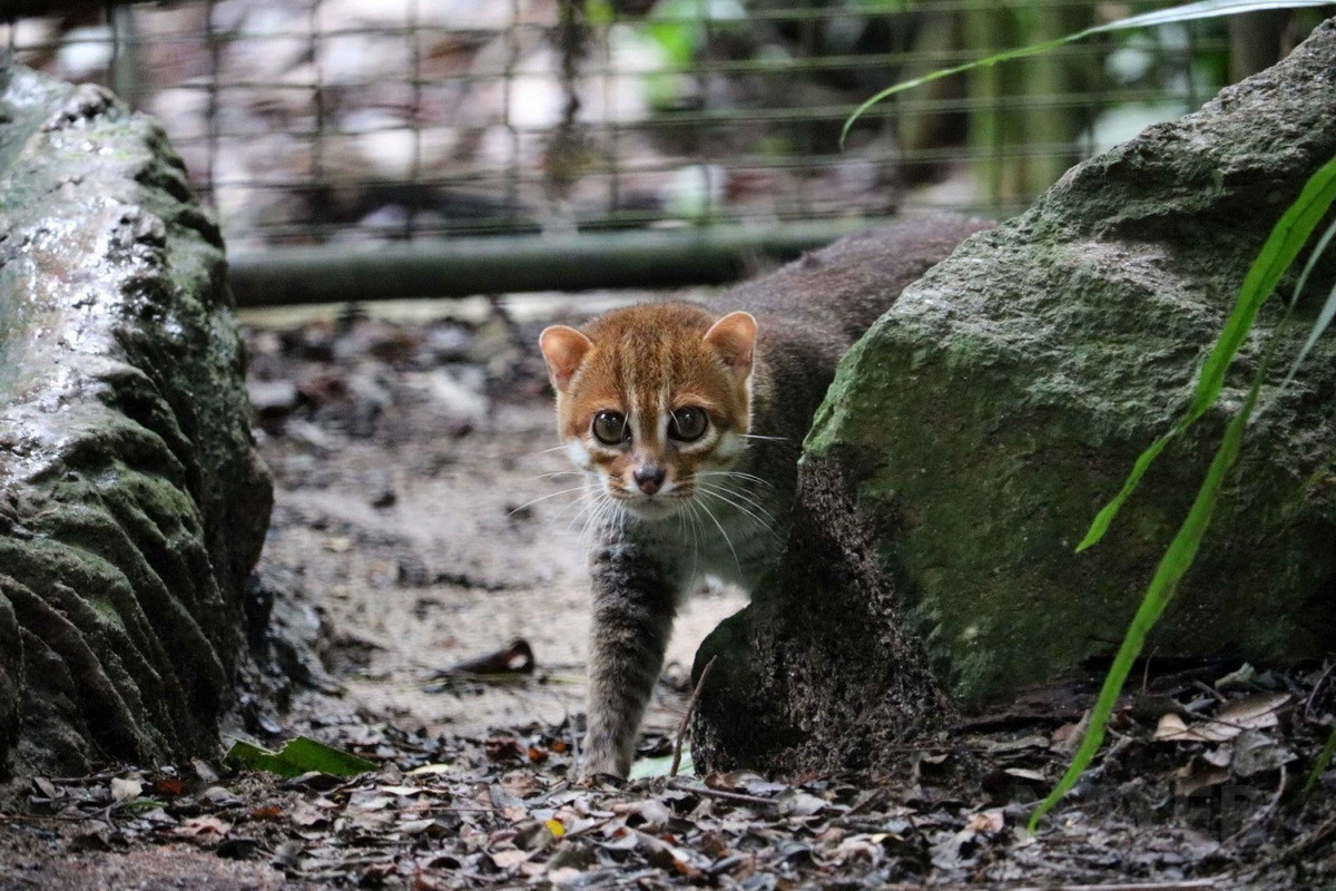 Là một trong những loài mèo hoang dã hiếm và bị đe dọa ở mức cao nhất thế giới, quẩn thể mèo đầu phẳng trong tự nhiên được cho là còn ít hơn 2.500 cá thể. Ảnh: Koshka.top.