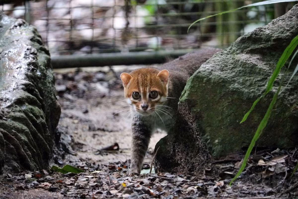 Là một trong những loài mèo hoang dã hiếm và bị đe dọa ở mức cao nhất thế giới, quẩn thể mèo đầu phẳng trong tự nhiên được cho là còn ít hơn 2.500 cá thể. Ảnh: Koshka.top.