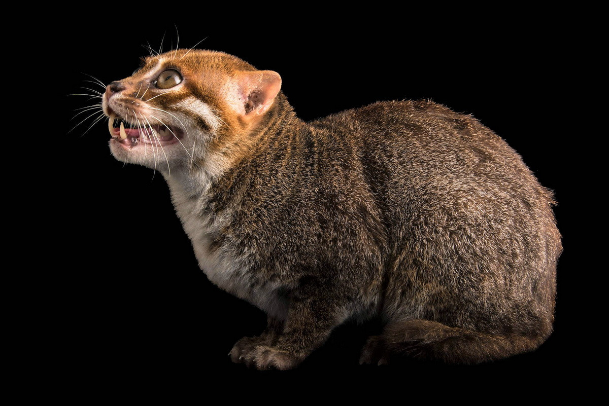 Đôi tai của mèo đầu phẳng có hình tròn tròn. Răng tiến hóa để có thể kẹp chặt con mồi trơn trượt và hàm tương đối khỏe. Những đặc điểm này giúp chúng thích nghi với việc săn con mồi dưới nước. Ảnh: Pictures-of-cats.org.