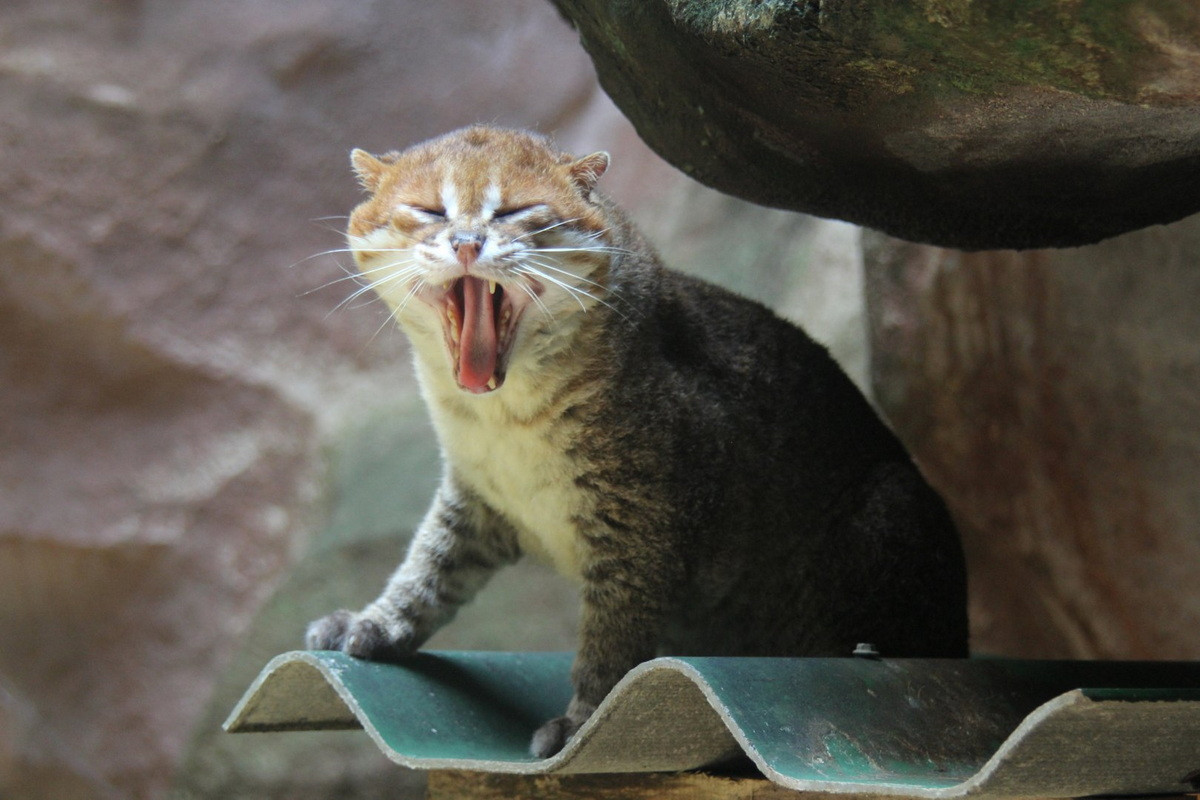 Tập tính sinh sản của mèo đầu phẳng vẫn còn nhiều bí ẩn. Thời gian mang thai của mèo cái kéo dài khoảng 56 ngày. Một số cá thể bị giam cầm đã sống tới 14 năm. Ảnh: ZooChat.