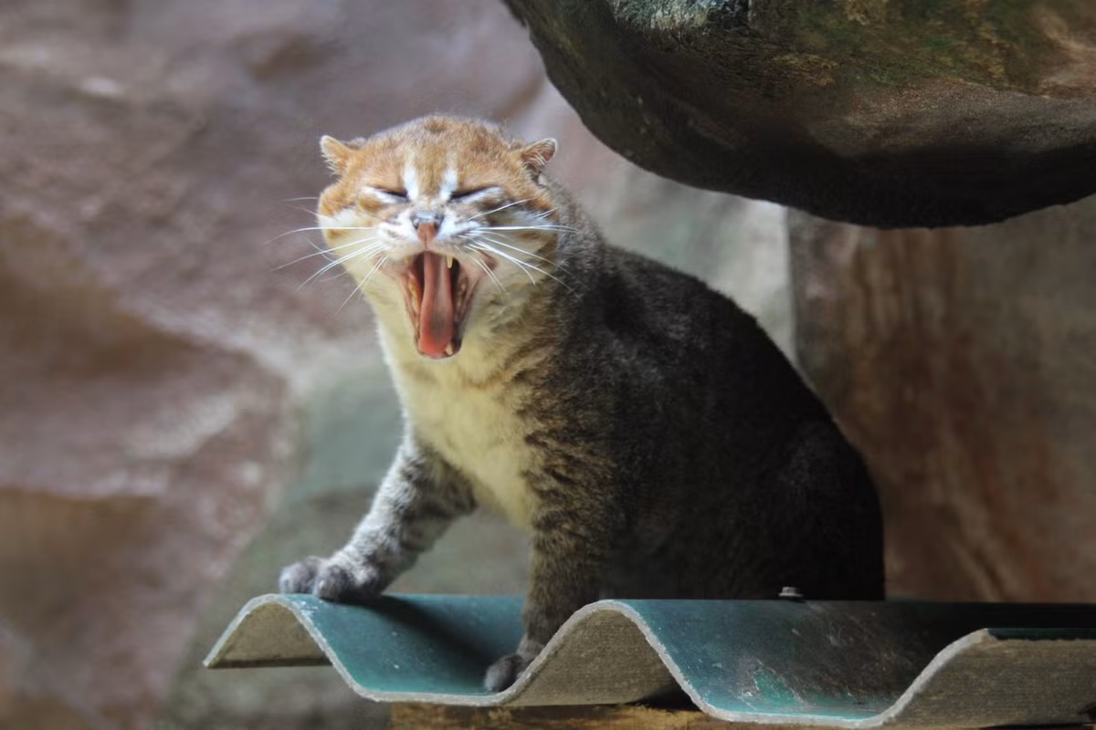 Tập tính sinh sản của mèo đầu phẳng vẫn còn nhiều bí ẩn. Thời gian mang thai của mèo cái kéo dài khoảng 56 ngày. Một số cá thể bị giam cầm đã sống tới 14 năm. Ảnh: ZooChat.