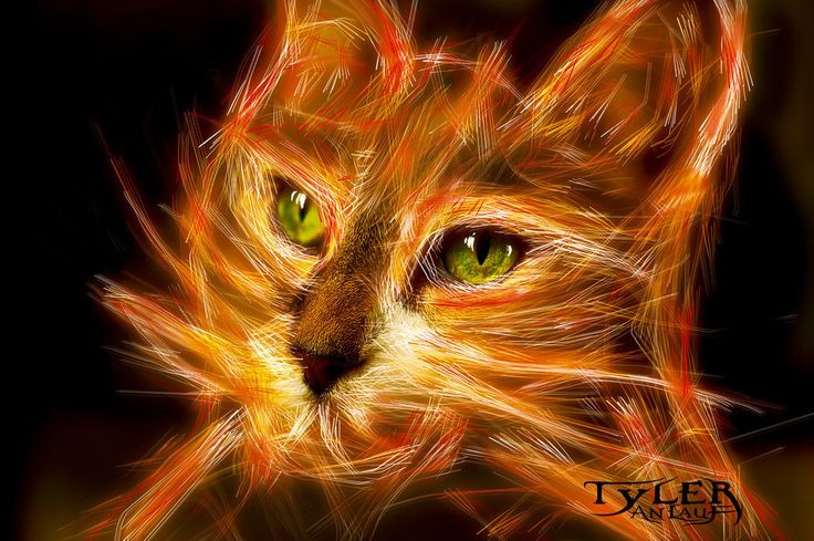 Sau nhiều trận ác liệt, quân Trịnh đã tiến được vào khu căn cứ Trình Quang ở phủ Trấn Ninh (nay thuộc Nghệ An). Tại đây, họ Trịnh gặp phải hệ thống phòng thủ kiên cố rất khó phá vỡ của đối thủ.