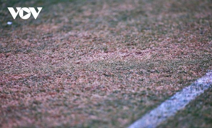 Vẫn có nhiều chỗ cỏ chết và khô.