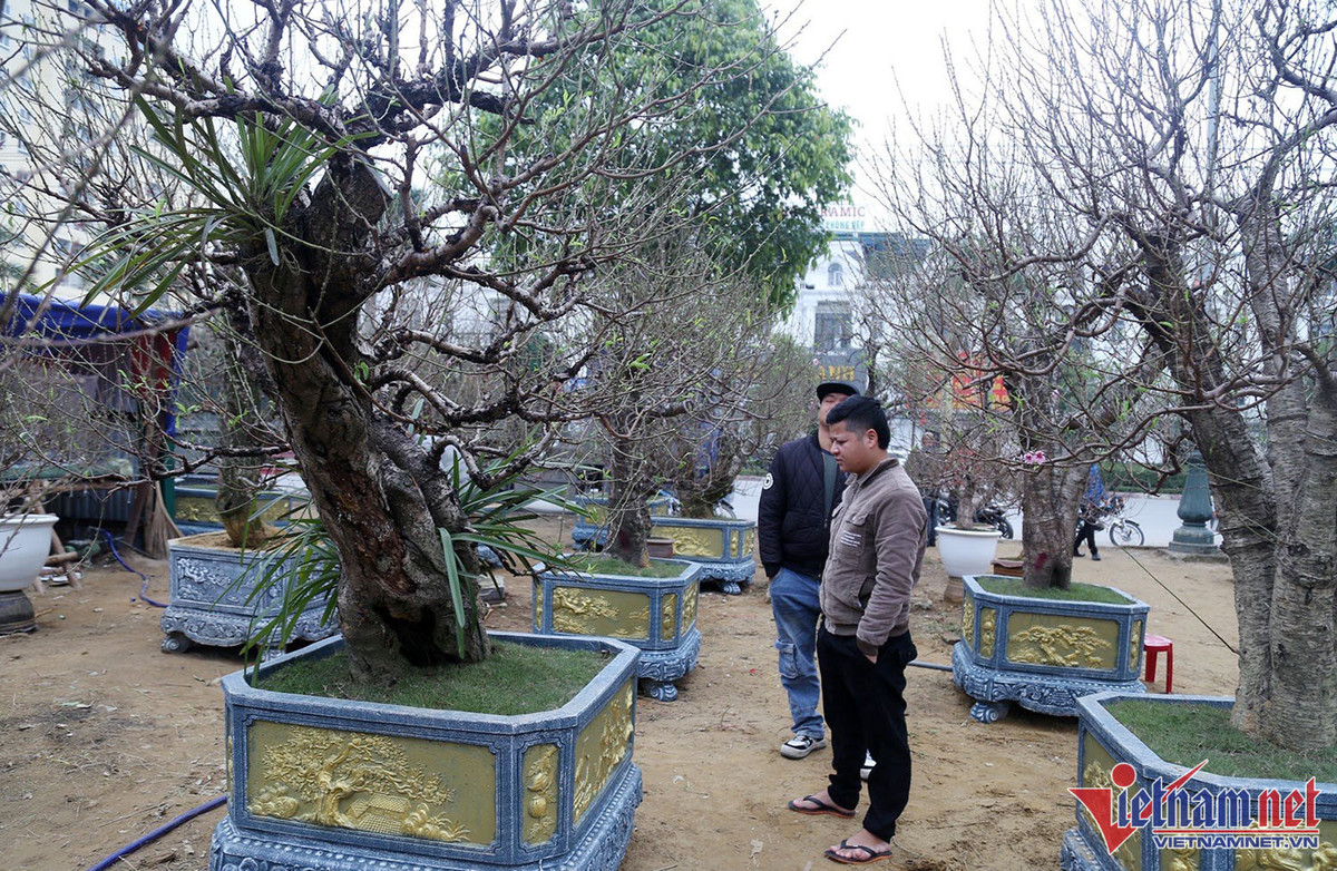 Bao tay chi tien ty nhap dao ve ban Tet du thi truong am dam-Hinh-2