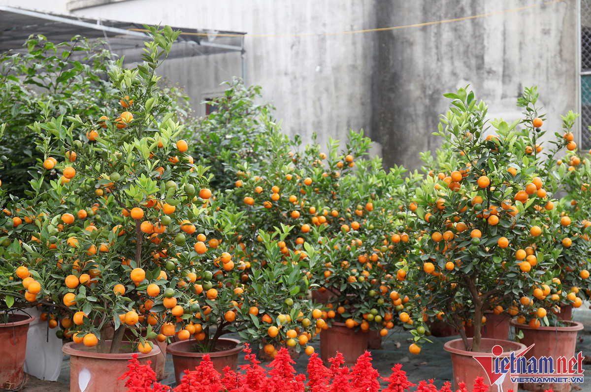 Bao tay chi tien ty nhap dao ve ban Tet du thi truong am dam-Hinh-5