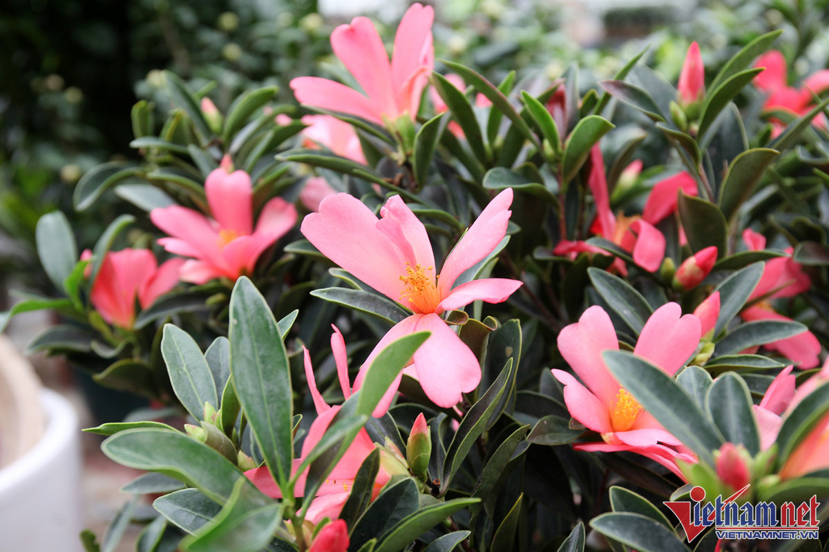 Bao tay chi tien ty nhap dao ve ban Tet du thi truong am dam-Hinh-6