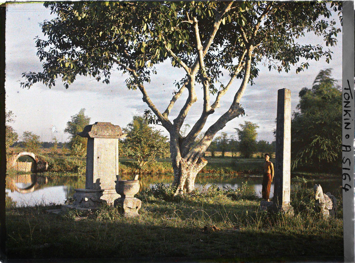 Cỏ dại mọc um tùm trong khu lăng mộ.