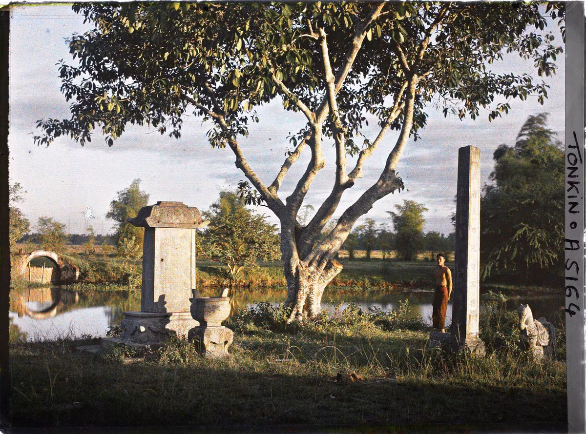 Cỏ dại mọc um tùm trong khu lăng mộ.