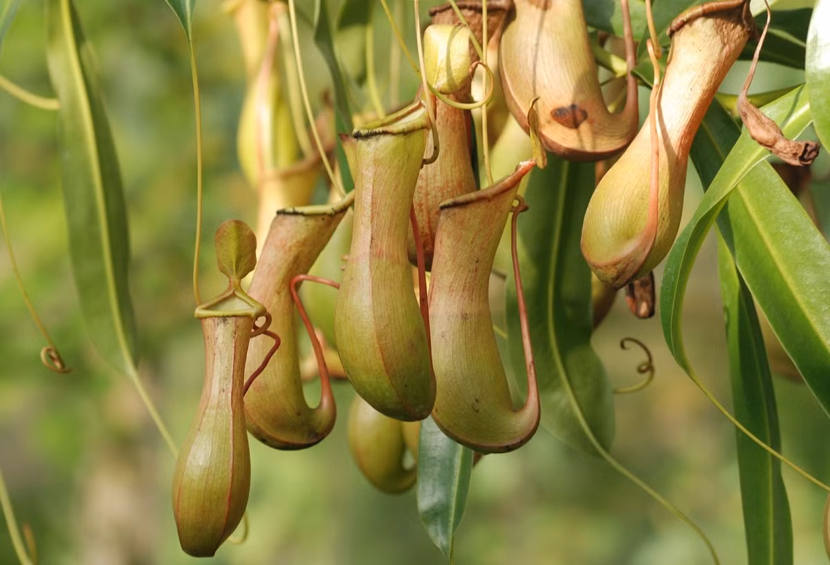 5 thực vật có khả năng đặc biệt: Số 4 “lợi dụng” mưa săn mồi - Hình 4 5 thuc vat co kha nang dac biet: So 4 “loi dung” mua san moi-Hinh-4