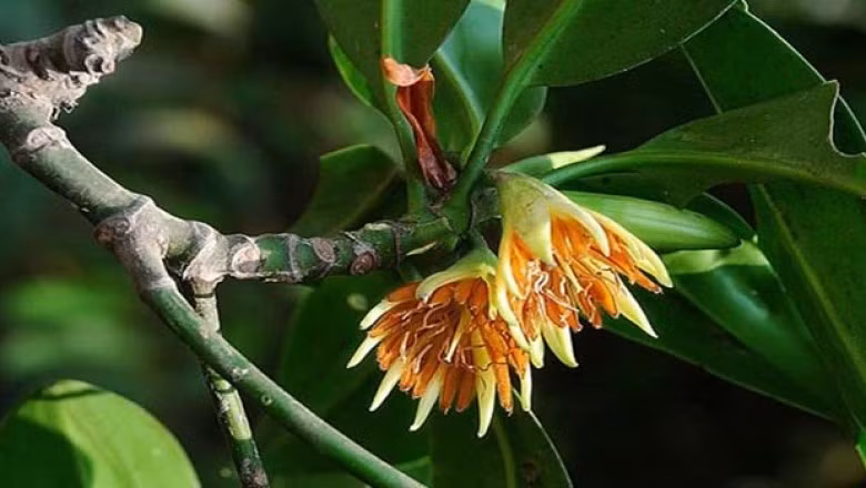 5 thực vật có khả năng đặc biệt: Số 4 “lợi dụng” mưa săn mồi - Hình 2 5 thuc vat co kha nang dac biet: So 4 “loi dung” mua san moi-Hinh-2