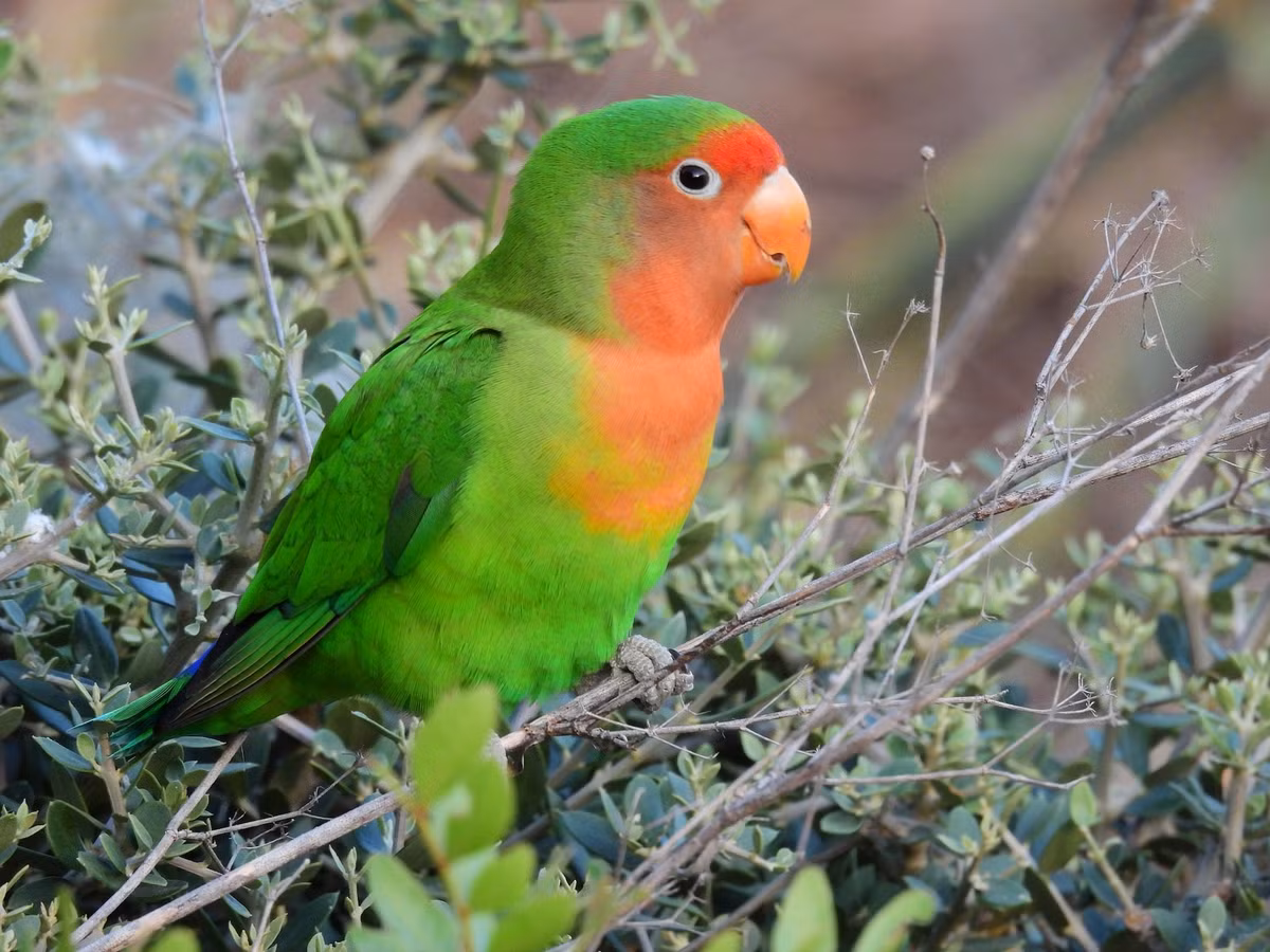 Vẹt uyên ương mặt hồng (Agapornis roseicollis) dài 17-18 cm, sống ở các sinh cảnh rừng khô và bán sa mạc Tây Nam Phi. Loài vẹt này sống theo đàn, thường xuyên tụ tập gần các vũng nước. Mời quý độc giả xem video: Ý nghĩa những phong tục ngày Tết Việt | VTC1.