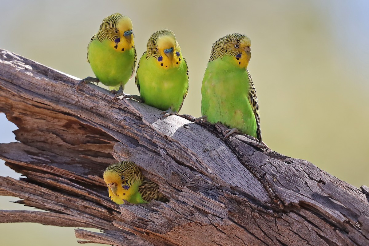 Vẹt yến phụng (Melopsittacus undulatus) dài 18 cm, có nguồn gốc từ Australia. Loài vẹt này sống trong các vùng khô hạn và tụ tập ở các vũng uống nước. Đây là loài vẹt được con người nuôi nhiều nhất thế giới.