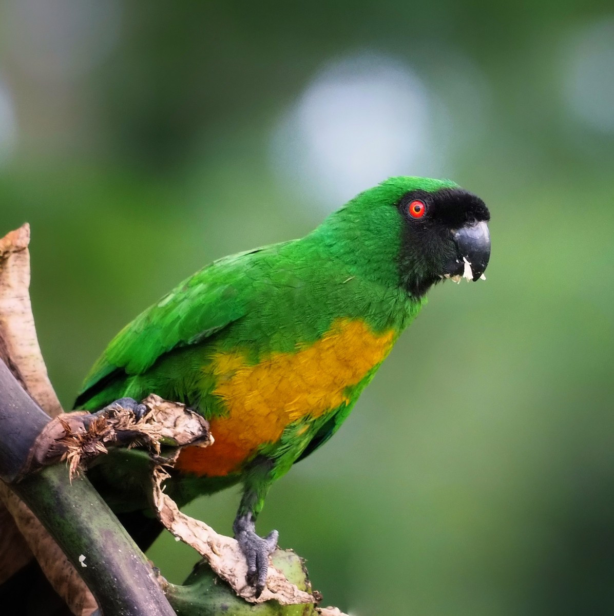 Vẹt mặt nạ đen (Prosopeia personata) dài 47 cm, là loài đặc hữu ở quần đảo Fiji. Chúng đang suy giảm mạnh về số lượng do mất sinh cảnh rừng bản địa.