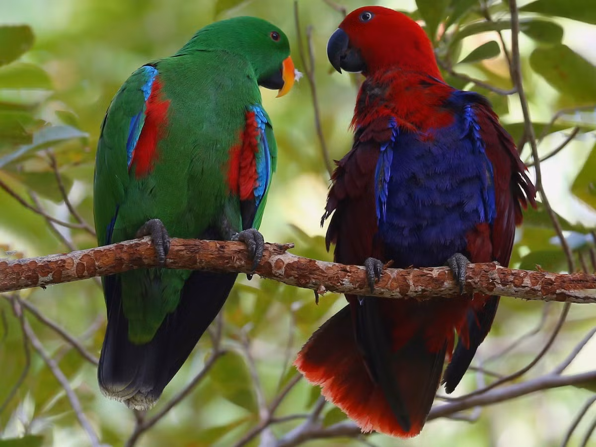 Vẹt chiết trung (Eclectus roratus) dài 33-39 cm, sống ở các rừng mưa nhiệt đới Australia. Các cá thể trống và mái của loài này có màu rất khác nhau, đến nỗi ban đầu các nhà khoa học đã phân chúng ra làm hai loài khác nhau.