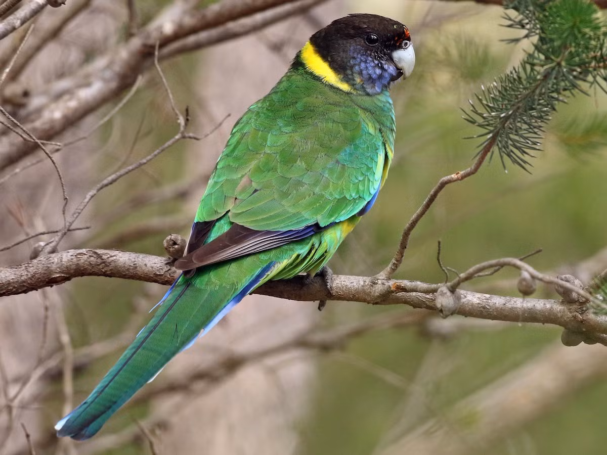 Vẹt vòng cổ vàng (Barnardius zonarius) dài 34-38 cm, phân bố ở Australia. Loại vẹt này có hai dạng đầu xanh và đầu đen. Cả hai dạng này đều có khoanh cổ màu vàng.