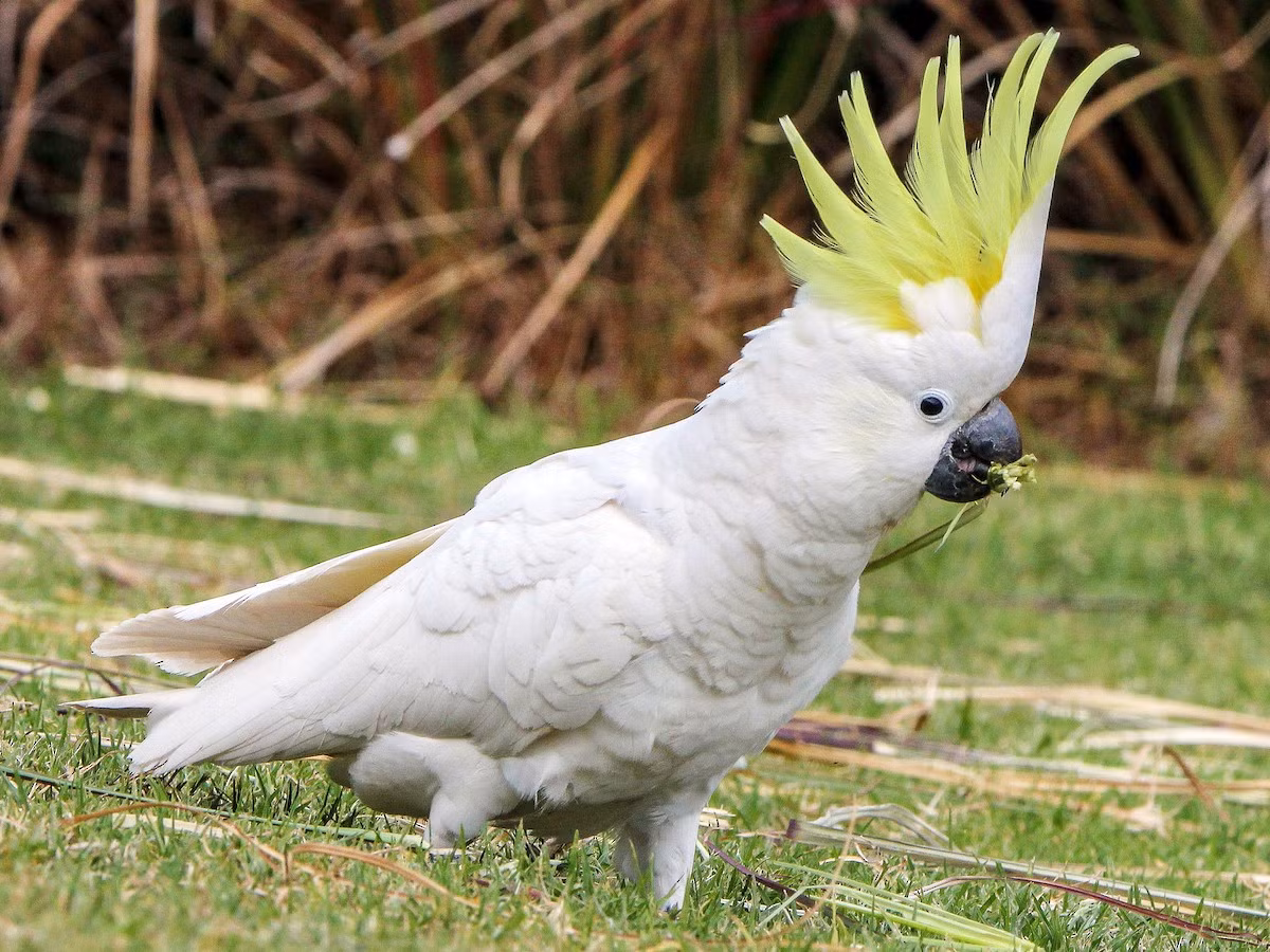 Vẹt mào vàng (Cacatua galerita) dài 19 cm, sống ở New Guinea và Australia. Loài vẹt có tiếng kêu chói tai này là vật nuôi phổ biến trên thế giới, được biết đến với tính cách hiếu động, tò mò, quấn quýt với chủ nuôi. Ảnh: eBird.