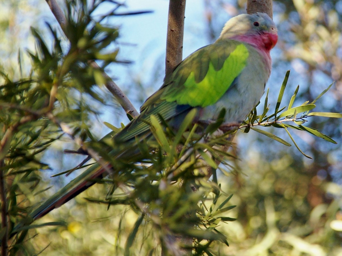 Vẹt công chúa (Polytelis alexandrae) dài 40-47 cm, sống ở miền trung Australia. Loài vẹt này sống dọc theo các sông suối và tụ tập gần bãi cỏ chông. Chúng thường sinh sản theo đàn nhỏ trên cây bạch đàn.