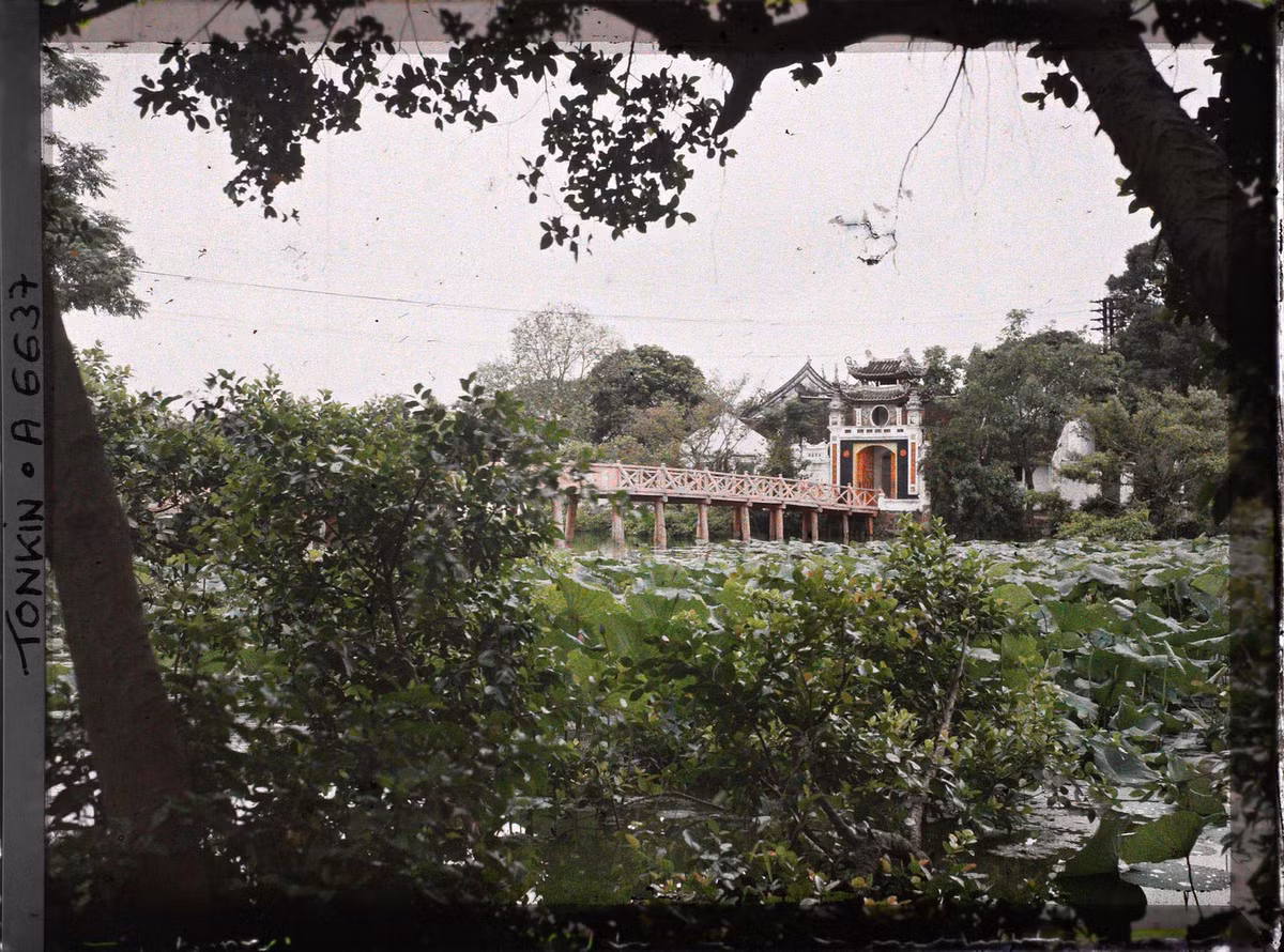 Cây cối um tùm ở bờ hồ gần cầu Thê Húc - lối vào đền Ngọc Sơn.