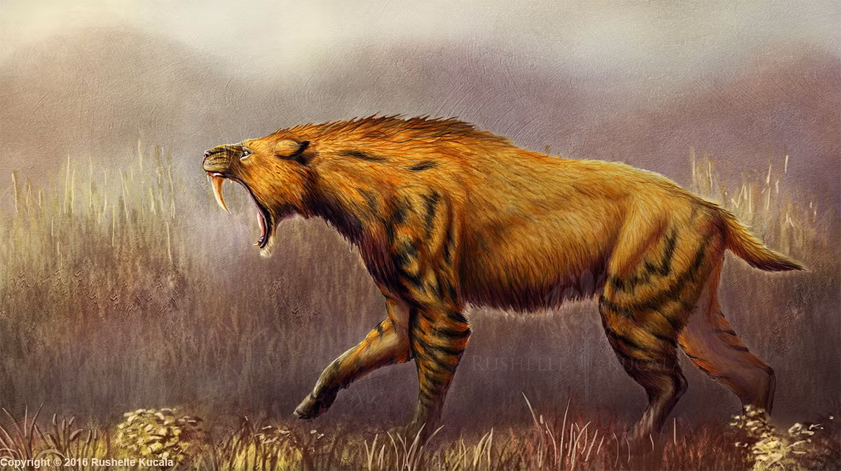 Loai meo khung khiep tung thong tri the gioi 10.000 nam truoc-Hinh-2