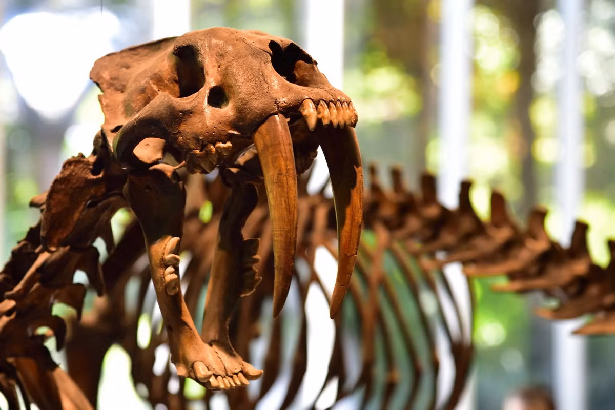 Hàm của hổ răng kiếm có một góc mở lớn hơn so với mèo hiện đại, và răng nanh trên của chúng khá mảnh, được cho là để tạo ra đòn cắn chính xác vào những tử điểm của con mồi.