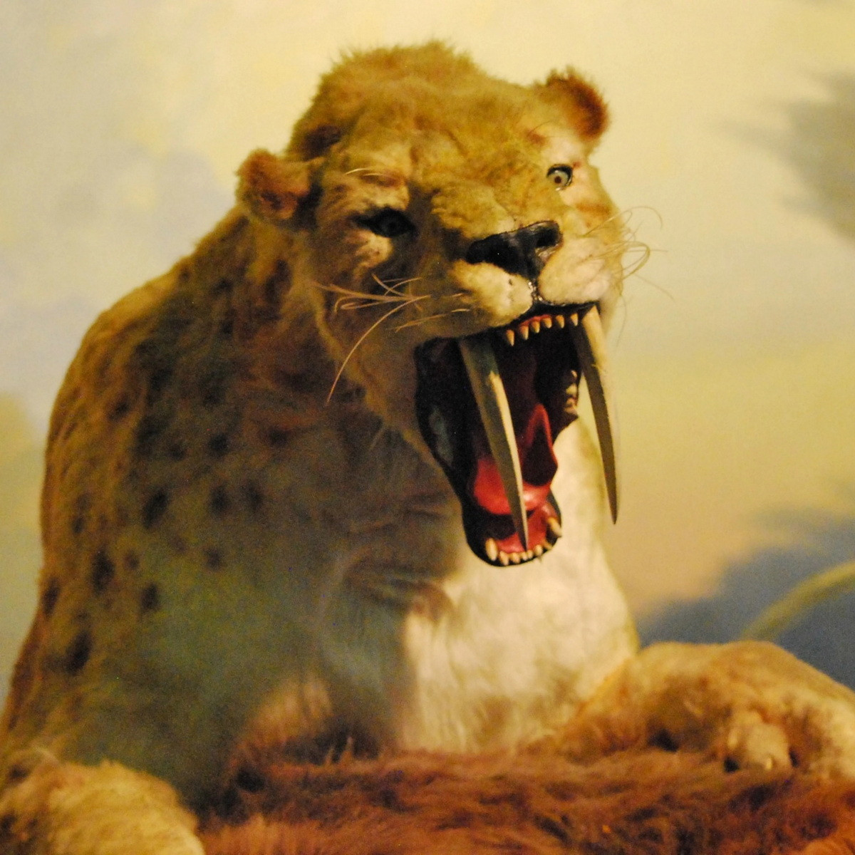 Con mồi của hổ răng kiếm là những động vật ăn cỏ lớn. Loài mèo khổng lồ này có thể đã giết chết đối thủ nó bằng cách giữ chặt trong hai chân trước to khỏe và tung ra cú cắn quyến định.