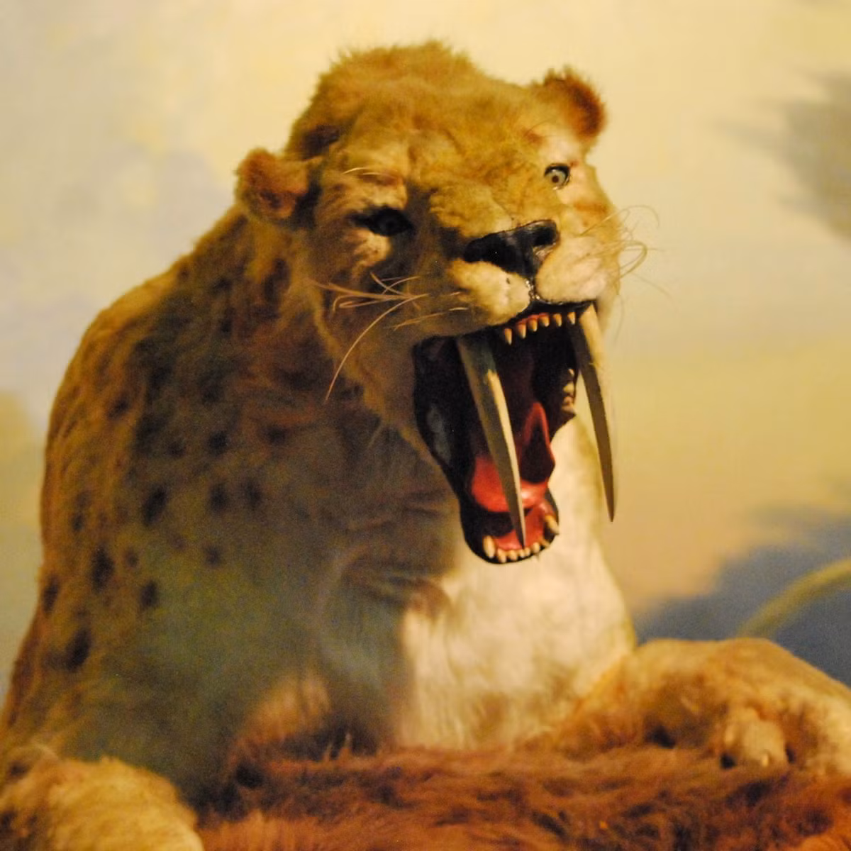 Con mồi của hổ răng kiếm là những động vật ăn cỏ lớn. Loài mèo khổng lồ này có thể đã giết chết đối thủ nó bằng cách giữ chặt trong hai chân trước to khỏe và tung ra cú cắn quyến định.