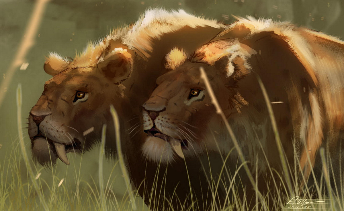 Trong đó Smilodon gracilis là loài nhỏ nhất, nặng từ 55 đến 100 kg. Smilodon fatalis nặng từ 160 đến 280 kg và chiều cao 100 cm. Cả hai loài này chủ yếu được ghi nhận ở Bắc Mỹ