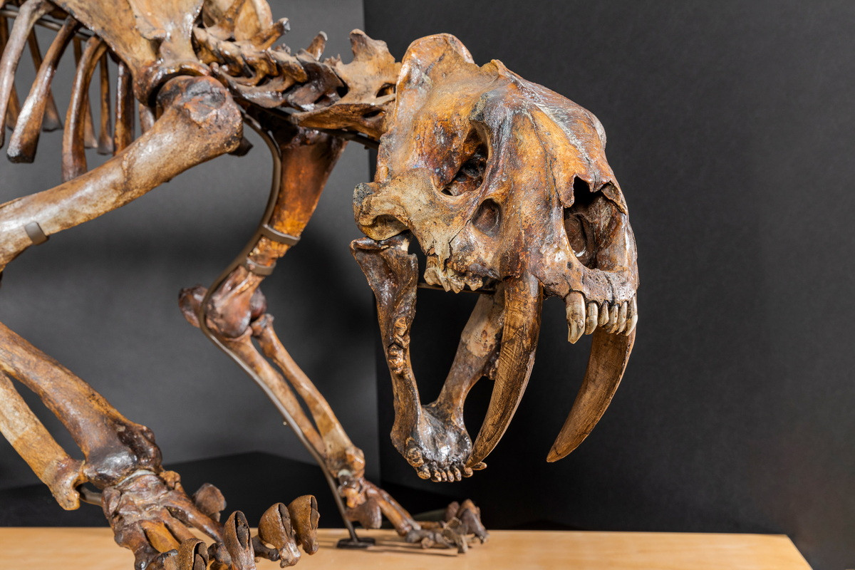 Nguyên nhân của sự tuyệt chủng của loài mèo này được cho là liên quan đến sự suy giảm số lượng con mồi, sự thay đổi khí hậu và cạnh tranh với các loài khác, bao gồm cả con người - khi đó đã di cư đến châu Mỹ... Mời quý độc giả xem video: Ý nghĩa những phong tục ngày Tết Việt | VTC1.