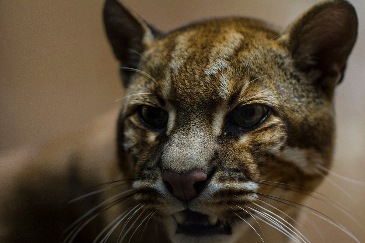 Ở Việt Nam, trước năm 1970 loài mèo này còn khá phổ biến, đến nay đã giảm sút nghiêm trọng về số lượng. Chúng được xếp vào diện Nguy cấp trogn Sách Đỏ Việt Nam. Ảnh: Fur Affinity. Mời quý độc giả xem video: Ý nghĩa những phong tục ngày Tết Việt | VTC1.