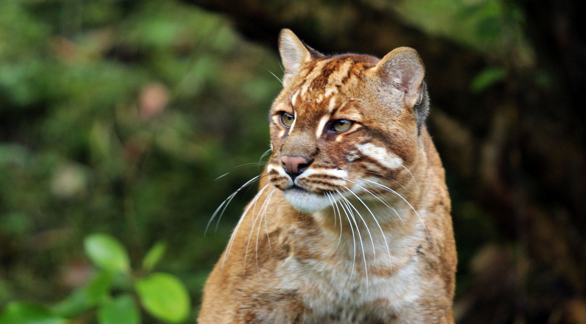 Trong điều kiện giam cầm báo lửa sống tới 20 năm. Ở điều kiện nuôi nhốt, chúng rất tỏ ra lặng lẽ và dễ điều khiển. Ảnh: Belfast Zoo.