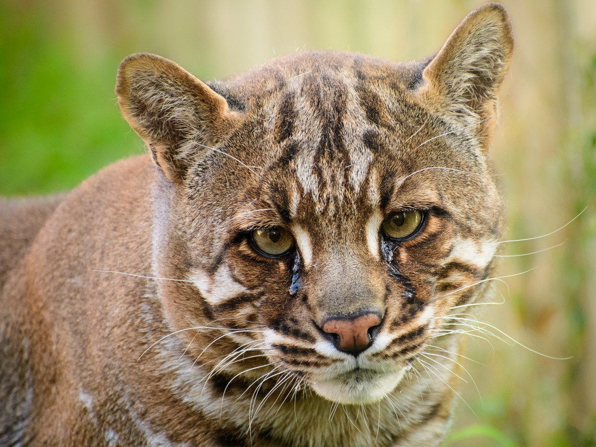 Có ba phân loài báo lửa được công nhận là: Catopuma temminckii temminckii, phân bố ở Himalaya và Đông Nam Á, Sumatra; Catopuma temminckii dominicanorum ở Đông Nam Trung Quốc và Catopuma temminckii tristis ở Tây Nam Trung Quốc. Ảnh: Kayleigh Baker Photography.