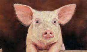 Nhìn chung, cuộc sống của con giáp này đã được cải thiện rất nhiều trong năm nay, công việc kinh doanh gia đình cũng ngày càng suôn sẻ hơn.