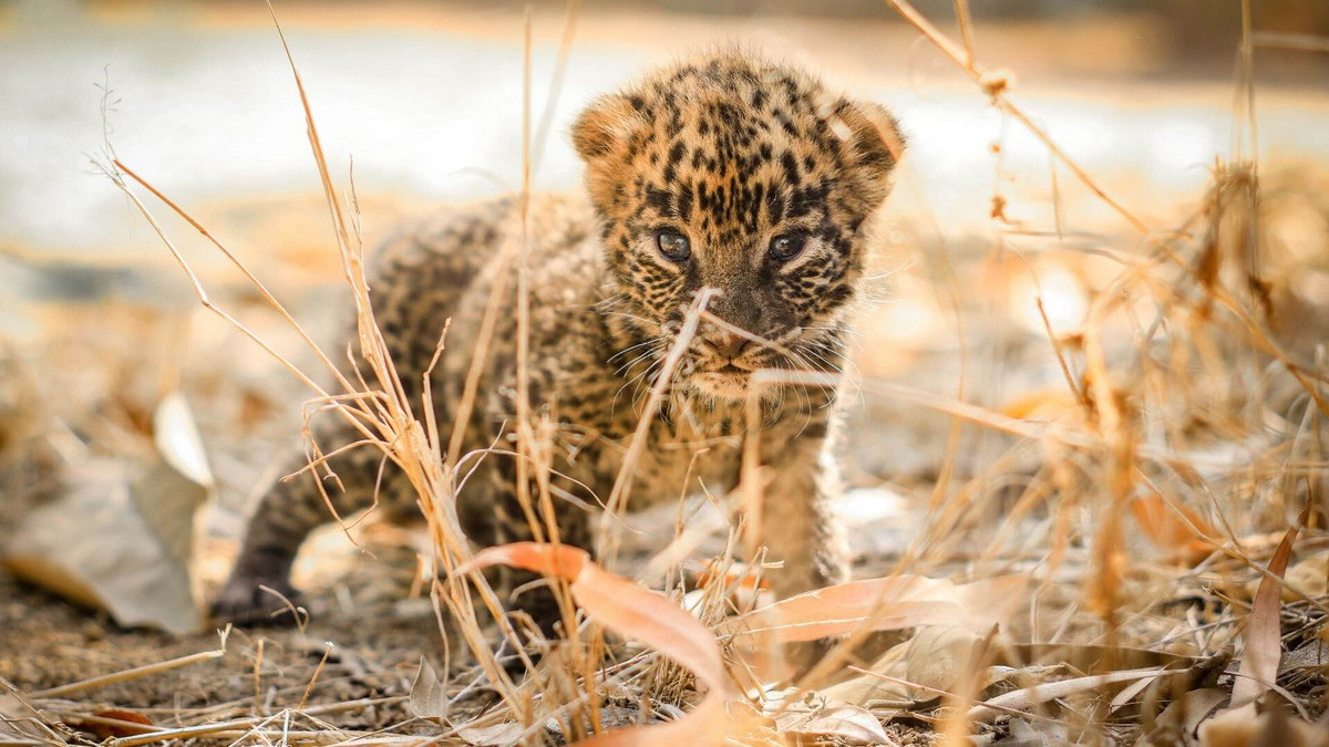 Chúng có thể sinh sản quanh năm ở vùng khí hậu ấm hoặc vào mùa xuân ở nơi lạnh hơn. Thời gian mang thai của báo cái kéo dài trong 90 đến 105 ngày, một lứa đẻ khoảng 2-4 con. Ảnh: Wildlife SOS.