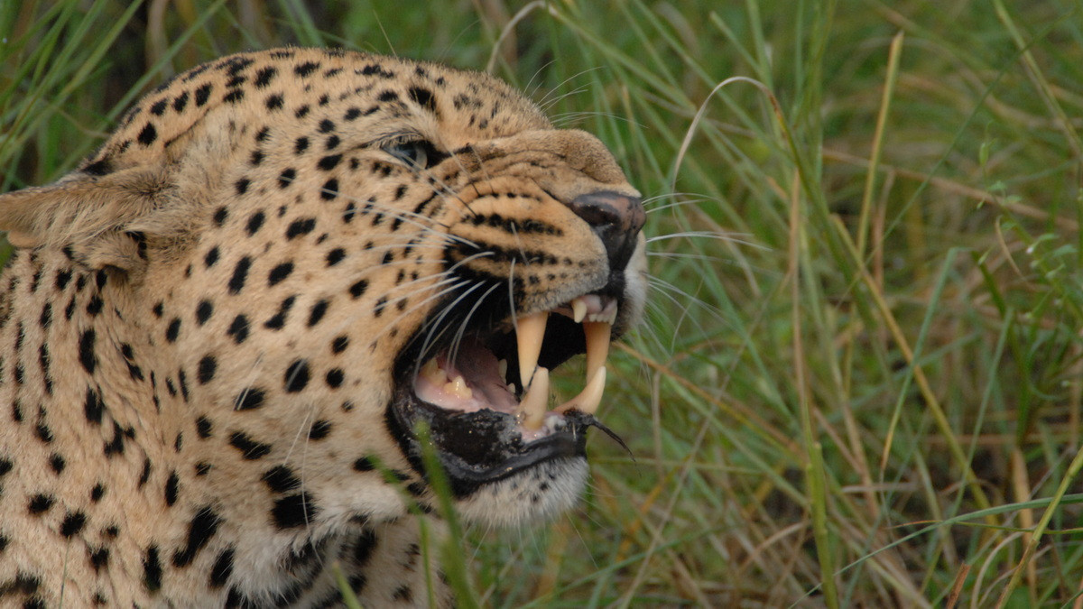 Mặc dù có kích thước thường nhỏ hơn một chút so với con người, một con báo trưởng thành vẫn mạnh mẽ hơn nhiều và đủ khả năng giết chết người. Nhiều trường hợp báo hoa mai bắt và ăn thịt người đã được ghi nhận. Ảnh: PBS.