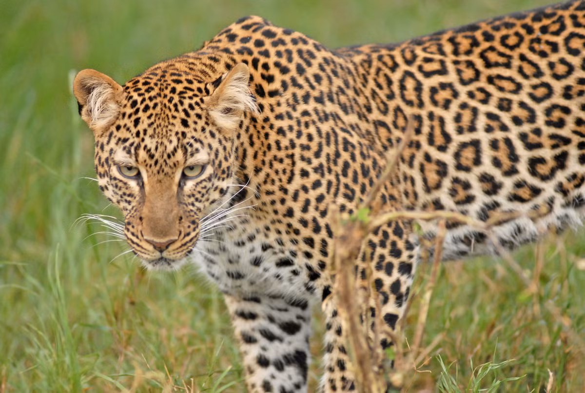 Đây chính là loài có sự phân bố lớn nhất trong số tất cả các loài mèo hoang dã, xuất hiện rộng rãi ở châu Phi cũng như miền Đông và miền Nam châu Á. Ảnh: GRID-Arendal