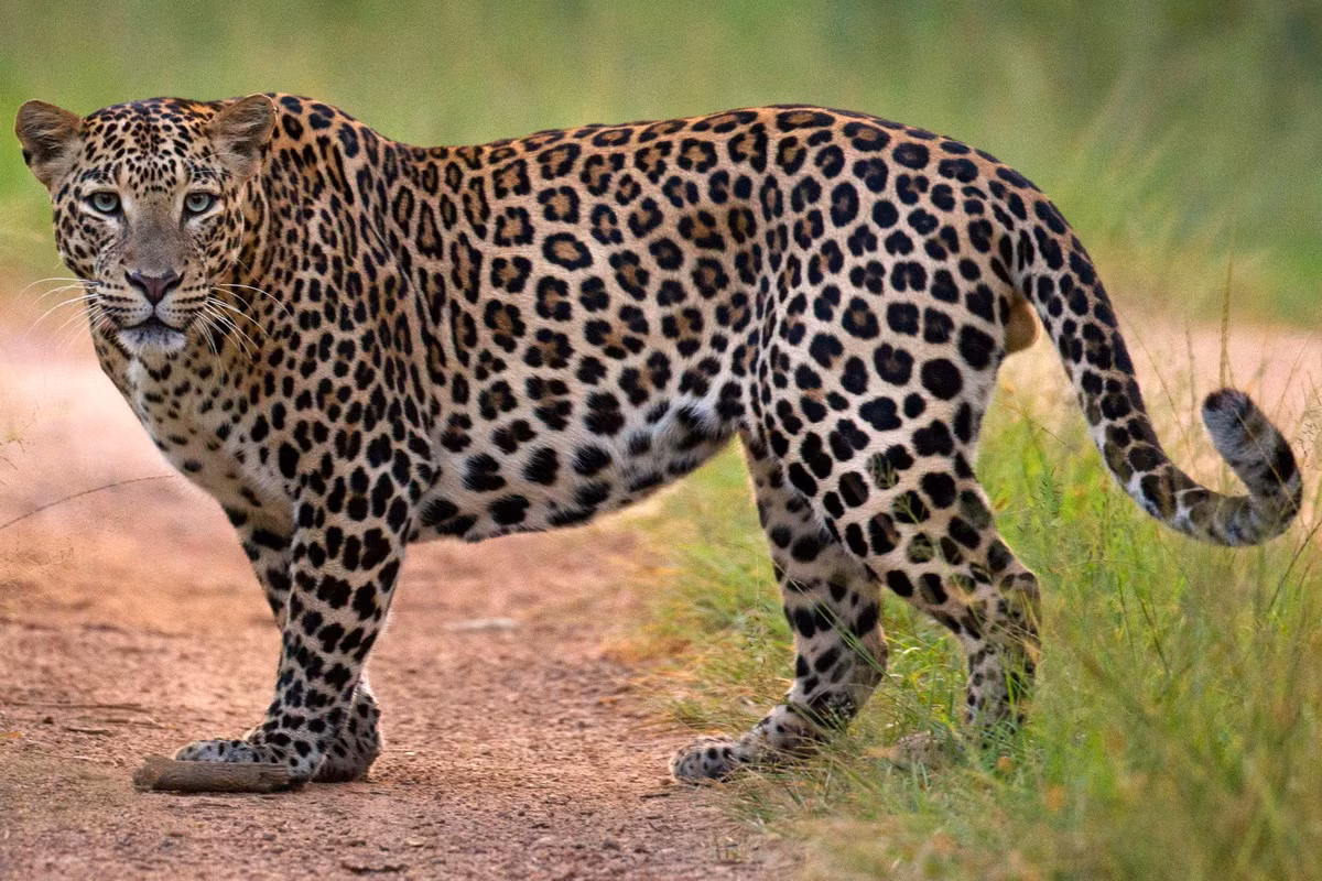 Loài mèo có ngoại hình khá cơ bắp, với các chi tương đối ngắn và một cái đầu rộng. Con đực nặng có thể nặng tới 90 kg, dài đến 1,9 mét. Con cái nhỏ hơn con đực đáng kể. Ảnh: The Times.