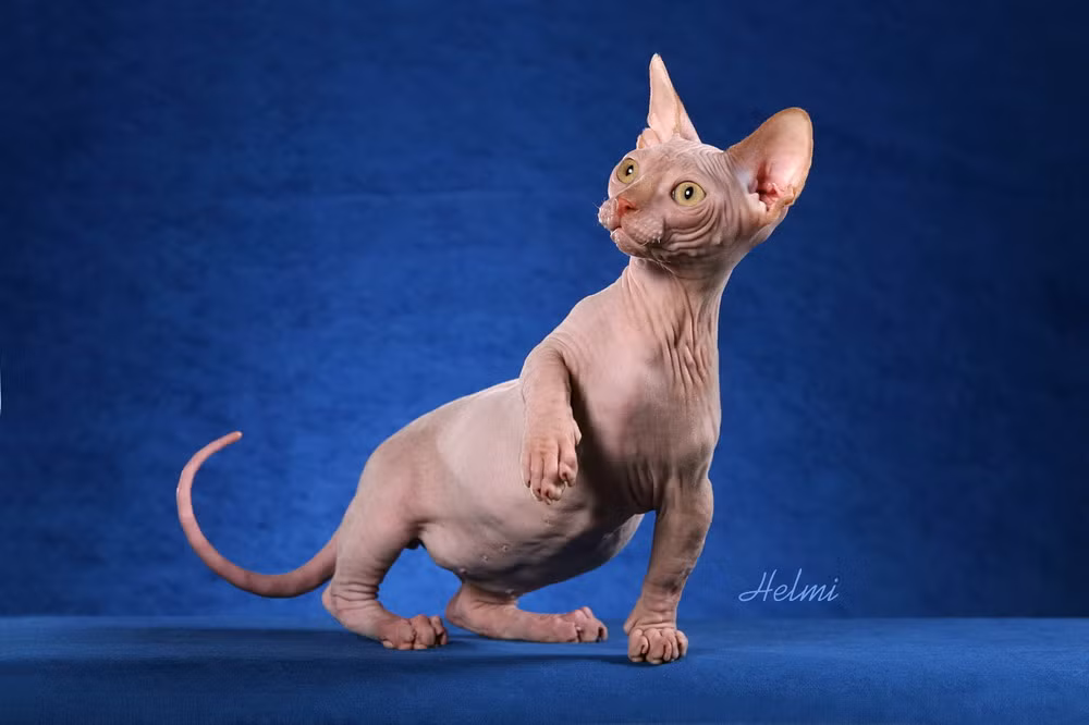 Tan muc giong meo nhan nhum nhu vua chui ra tu may giat-Hinh-2