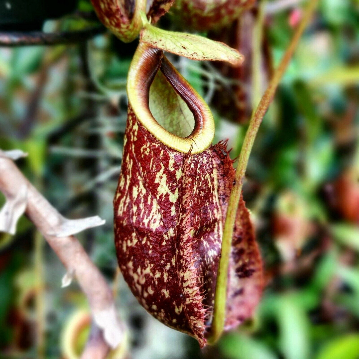  Cây bình rượu (Nepenthes rafflesiana). Họ: Nắp ấm Cựu thế giới (Nepenthaceae). Bộ: Cẩm chướng (Caryophyllales). Kích thước. Dài 70 cm. Khu vực phân bố: Đảo Borneo, Sumatra, Singapore, bán đảo Mã Lai.