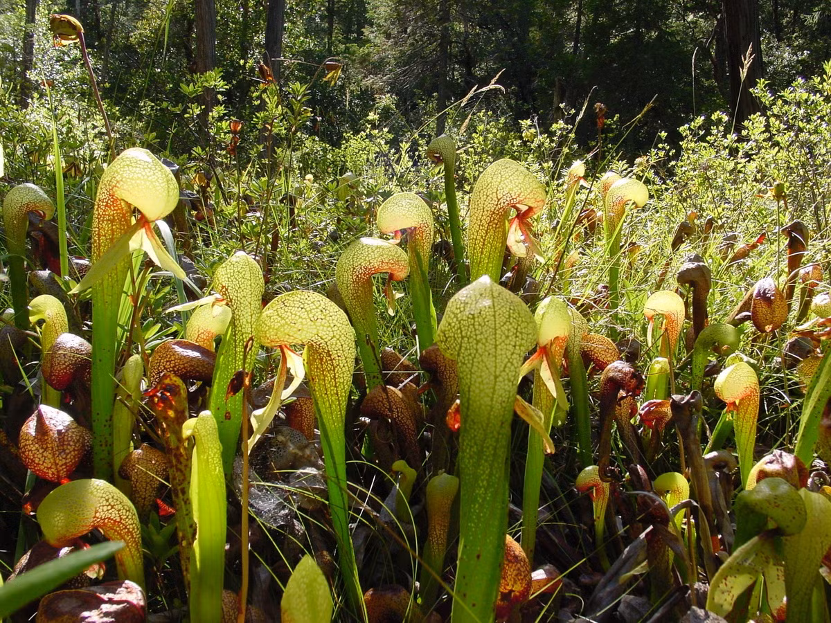  Nắp ấm hổ mang (Darlingtonia californica). Họ: Nắp ấm Tân thế giới (Sarraceniaceae). Bộ: Đỗ quyên (Ericales). Kích thước: Dài 1 mét. Khu vực phân bố: Miền Tây nước Mỹ.