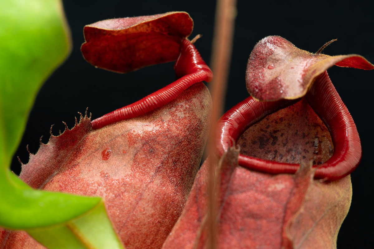  Nắp ấm lá men (Nepenthes thorelii). Họ: Nắp ấm Cựu thế giới (Nepenthaceae). Bộ: Cẩm chướng (Caryophyllales). Kích thước. Dài 30 cm. Khu vực phân bố: Khu vực Nam Bộ của Việt Nam.