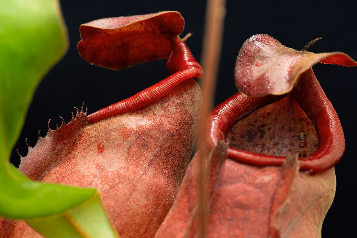  Nắp ấm lá men (Nepenthes thorelii). Họ: Nắp ấm Cựu thế giới (Nepenthaceae). Bộ: Cẩm chướng (Caryophyllales). Kích thước. Dài 30 cm. Khu vực phân bố: Khu vực Nam Bộ của Việt Nam.
