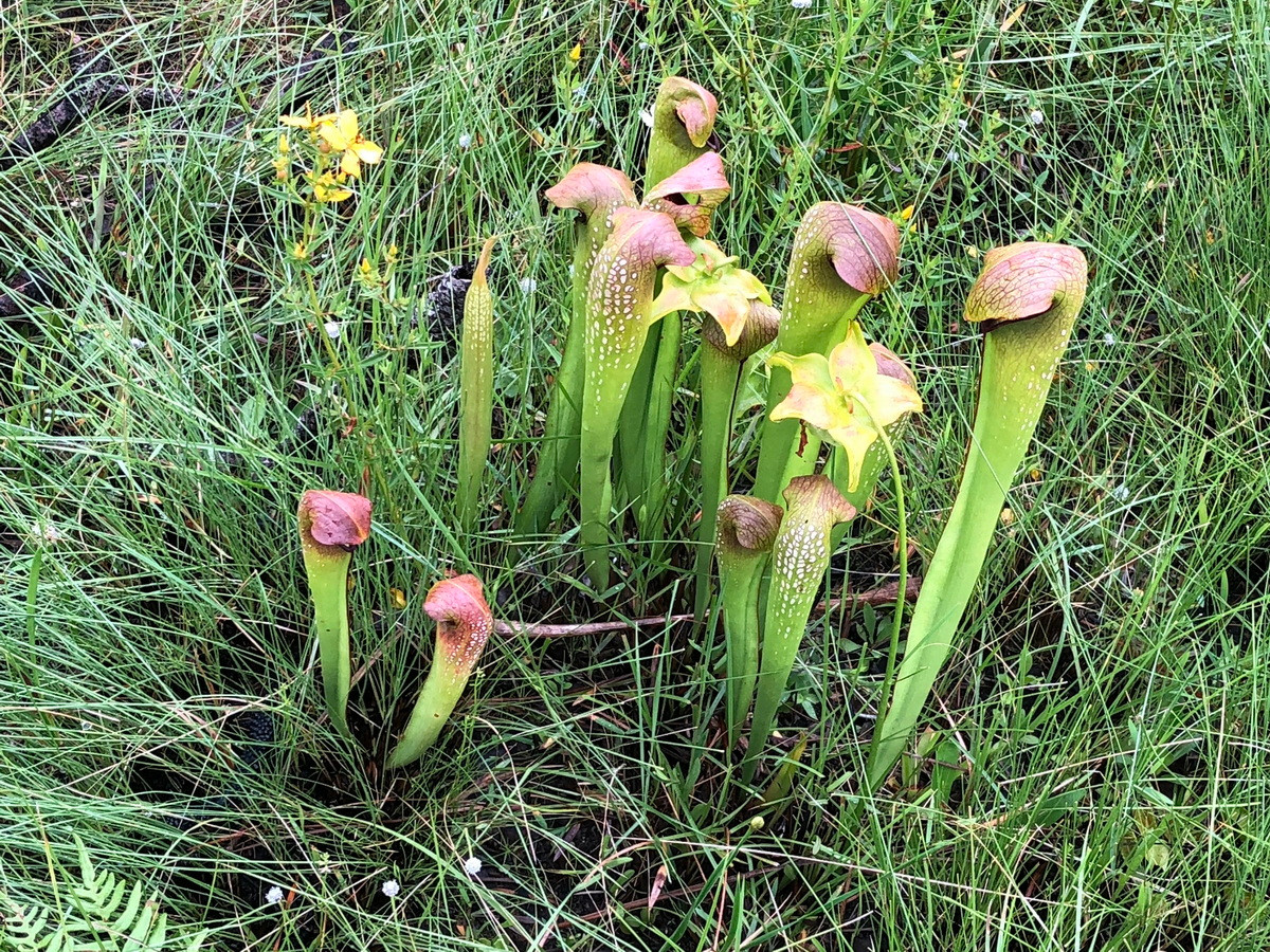  Nắp ấm mũ trùm (Sarracenia minor). Họ: Nắp ấm Tân thế giới (Sarraceniaceae). Bộ: Đỗ quyên (Ericales). Kích thước: Dài 30 cm. Khu vực phân bố: Đông Nam nước Mỹ.
