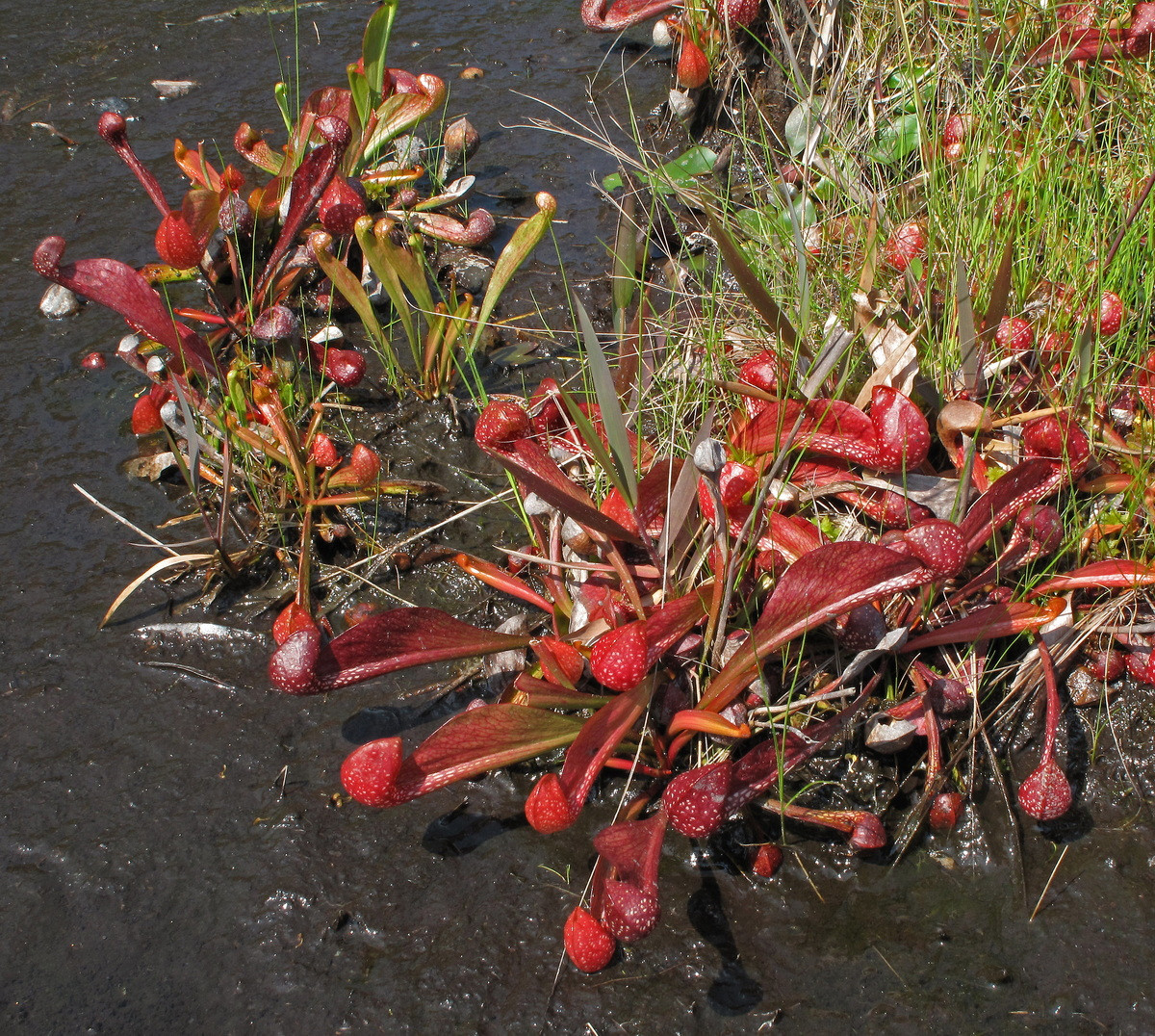  Nắp ấm tía (Sarracenia psittacina). Họ: Nắp ấm Tân thế giới (Sarraceniaceae). Bộ: Đỗ quyên (Ericales). Kích thước: Dài 35 cm. Khu vực phân bố: Phía Đông của Bắc Mỹ.