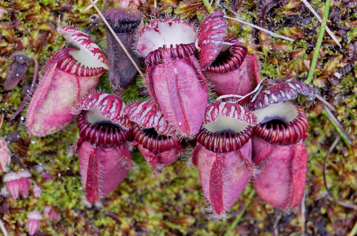  Nắp ấm Australia (Cephalotus follicularis). Họ: Nắp ấm Australia. Bộ: Chua me đất (Oxalidales). Kích thước: Dài 20 cm. Khu vực phân bố: Bờ biển Tây Nam Australia.