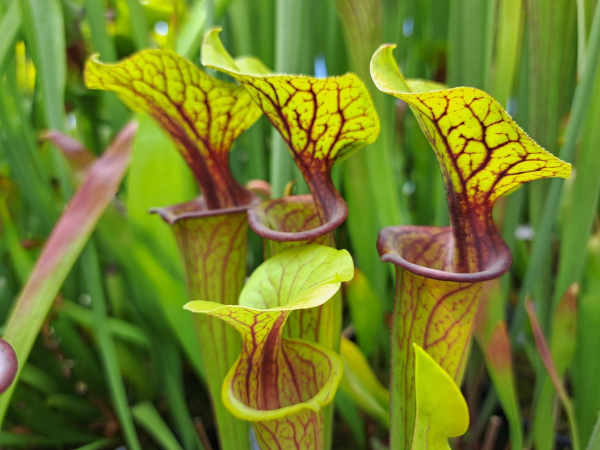  Nắp ấm vàng (Sarracenia flava). Họ: Nắp ấm Tân thế giới (Sarraceniaceae). Bộ: Đỗ quyên (Ericales). Kích thước: Dài 1 mét. Khu vực phân bố: Đông Nam nước Mỹ.