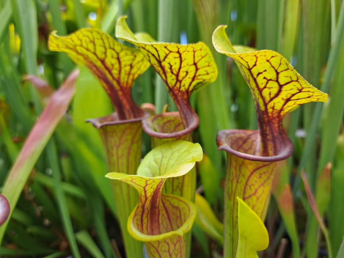  Nắp ấm vàng (Sarracenia flava). Họ: Nắp ấm Tân thế giới (Sarraceniaceae). Bộ: Đỗ quyên (Ericales). Kích thước: Dài 1 mét. Khu vực phân bố: Đông Nam nước Mỹ.