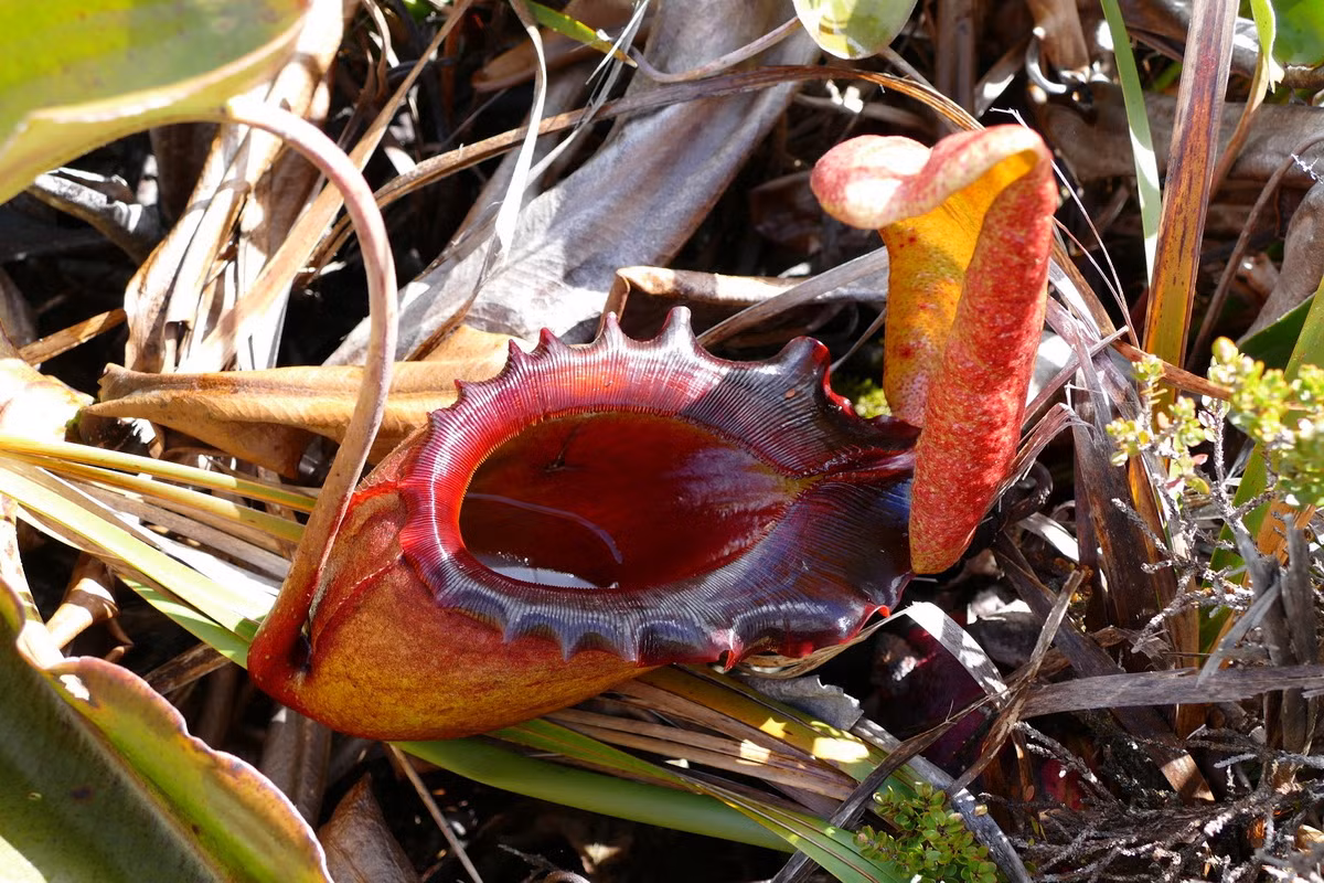  Nắp ấm Nepenthes rajah. Họ: Nắp ấm Cựu thế giới (Nepenthaceae). Bộ: Cẩm chướng (Caryophyllales). Kích thước. Dài 3 mét. Khu vực phân bố: Loài cây đặc hữu của núi Kinabalu và núi Tambuyukon ở đảo Borneo.