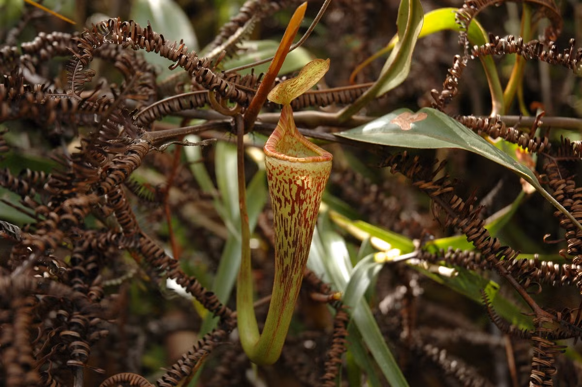  Nắp ấm Borneo (Nepenthes vogelii). Họ: Nắp ấm Cựu thế giới (Nepenthaceae). Bộ: Cẩm chướng (Caryophyllales). Kích thước. Dài 22 cm. Khu vực phân bố: Các khu rừng ở khu vực miền núi của đảo Borneo.