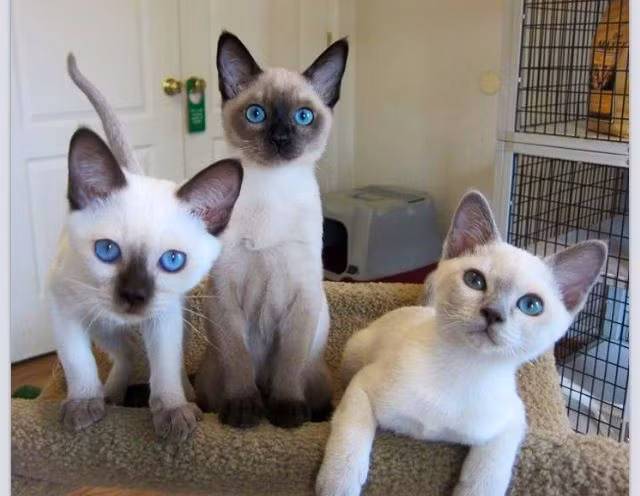 Bốn màu lông chính thức của mèo Bắc Kỳ được Hiệp hội Fanciers Cat (CFA) công nhận là: Màu tự nhiên (màu nâu vừa), rượu sâm banh (màu trắng đục), xám xanh và bạch kim.